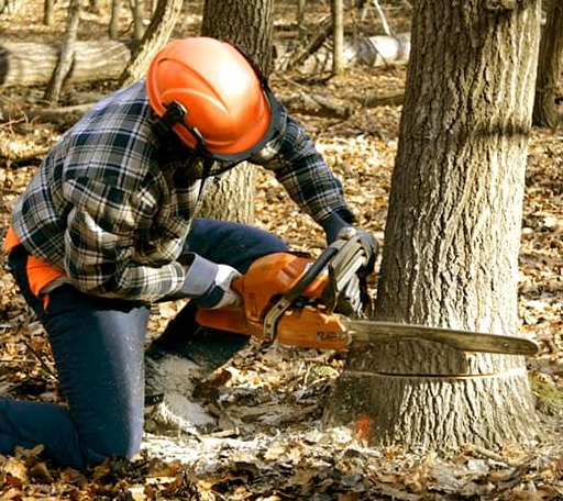 Tree Removal in Manor, GA